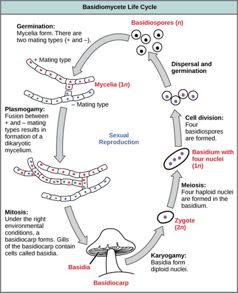 Classifications of Fungi | Boundless Biology