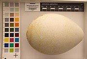 Category:Aptenodytes forsteri eggs - Wikimedia Commons