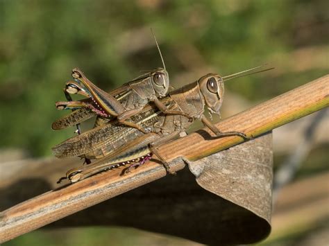 What Is The Difference Between Grasshoppers and Crickets?