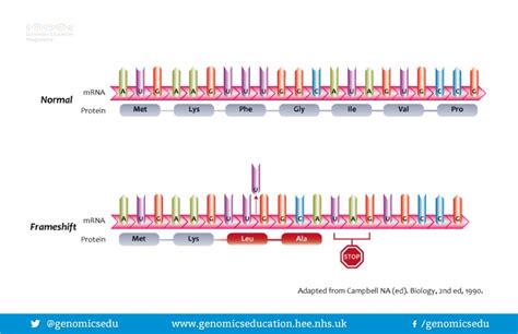 Frameshift Mutation — Definition & Examples - Expii