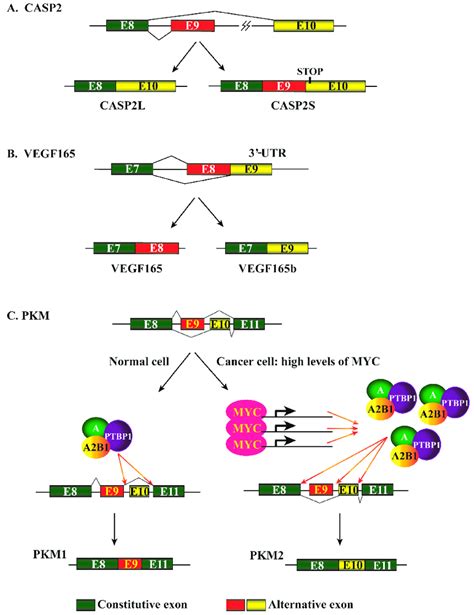 Alternative pre-mRNA splicing events of representative genes. (A ...