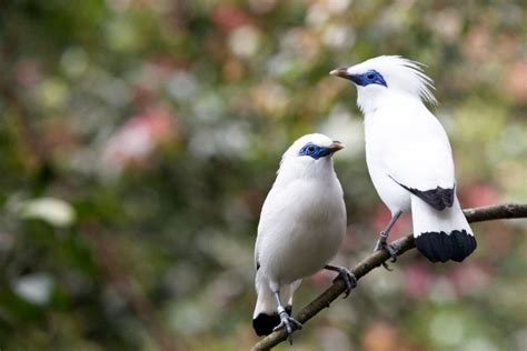 Jalak Bali, Burung Cantik dari Dewata