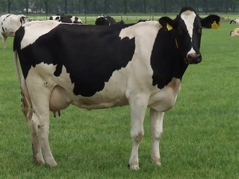 Holstein Friesian Cattle: Origin, Characteristics, Uses, Photo