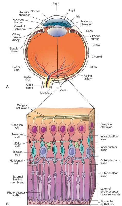 Visual System (sensory System) Part 1 | Physiology, Sensory system, Anatomy