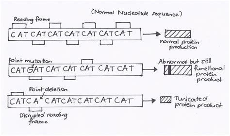 File:Point vs frameshift mutation of DMD gene.png - Embryology