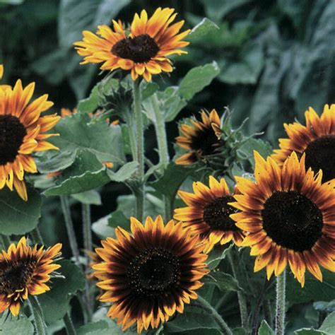 Unusual Sunflower Color Varieties | HGTV