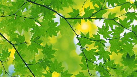 Desktop Wallpaper Green Leaf – Cute Wallpapers 2024