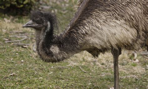 Emu | Smithsonian's National Zoo and Conservation Biology Institute