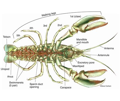 Crayfish - Ventral Anatomy | Carlson Stock Art