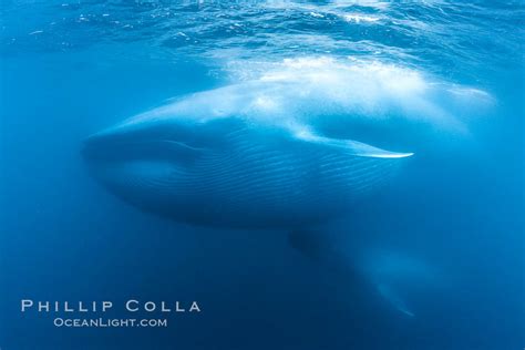 Blue whale underwater krill feeding picture, Balaenoptera musculus ...