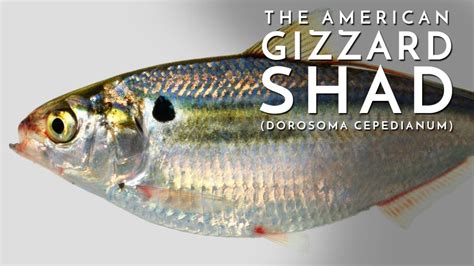 What is a Gizzard Shad? – The Minimalist Fisherman