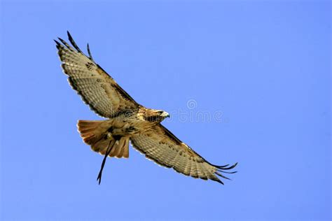 Red tail hawk hunting stock image. Image of wings, hawk - 59223665