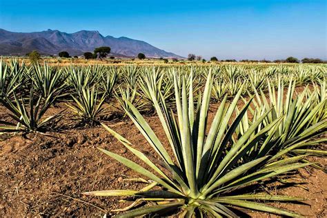 Why Almost All Mezcal Is Crafted From Espadín - InsideHook