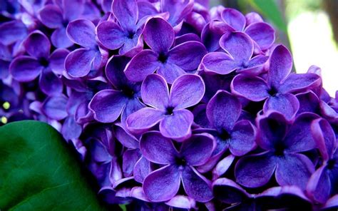 Flores Lilas