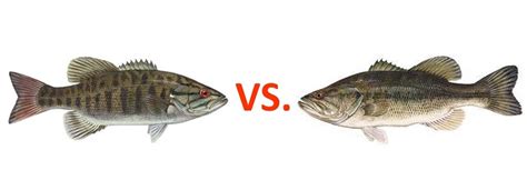 Smallmouth vs largemouth bass [know the differences] | N1 Outdoors