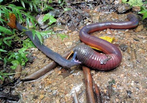 The Amazing Caecilians — Tetrapod Zoology