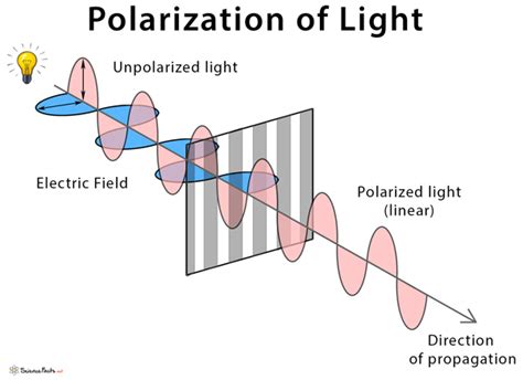 Polarization of Light: Definition, Diagram, and Applications