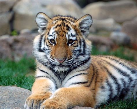 17 Best images about orange tiger cubs on Pinterest | Tiger cubs, Cubs ...