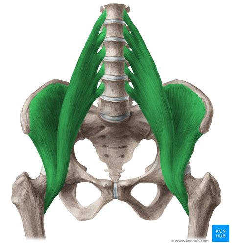 Iliopsoas muscle: Anatomy, function, supply, innervation | Kenhub