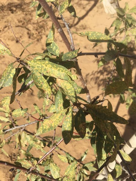 Yellow spots on almond leaves - Disease id please - General Fruit ...