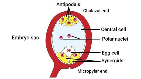 With a neat diagram explain the 7-celled, 8-nucleate nature of the ...