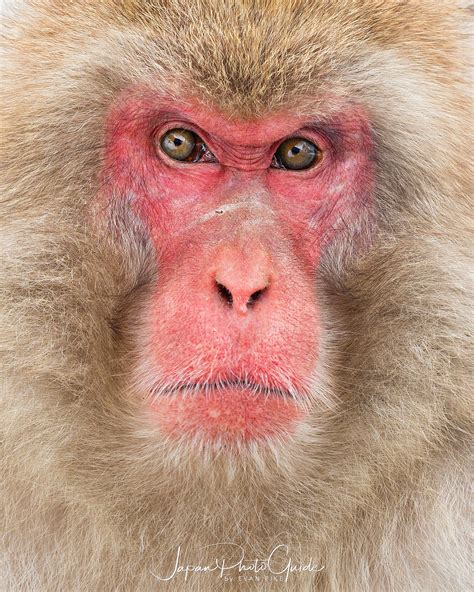 2018 Winter Wildlife Tour of Japan | Japanese Snow Monkeys | Japan ...