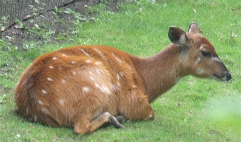 Sitatunga antelope by Wildwolfy101 on DeviantArt