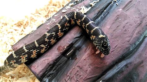 Baby kingsnake feeding (1080p) - YouTube