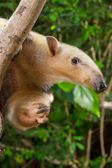 Tamandua or Lesser Anteater | San Diego Zoo Animals & Plants