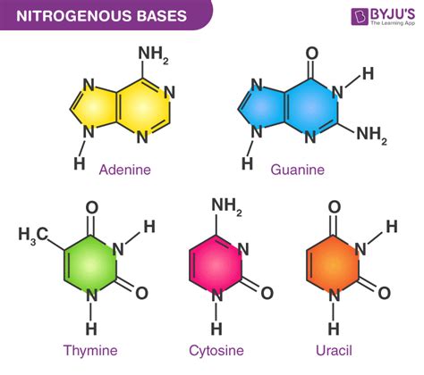 Nitrogenous Bases