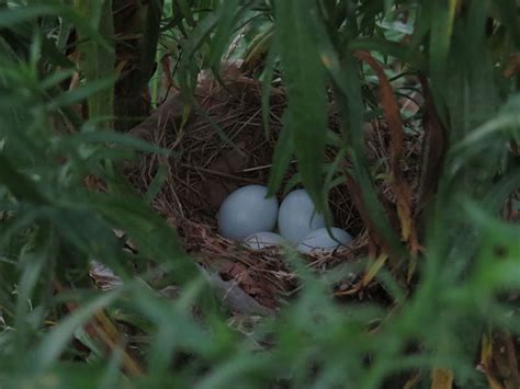 October 2017 | Field Notes: Blue Grosbeak Nesting Successfully in ...