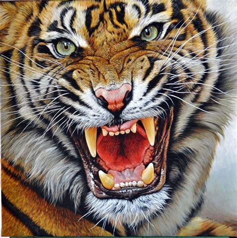 Tiger Roaring Drawing at GetDrawings | Free download