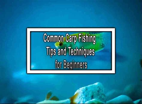 Common Carp Fishing Tips and Techniques for Beginners