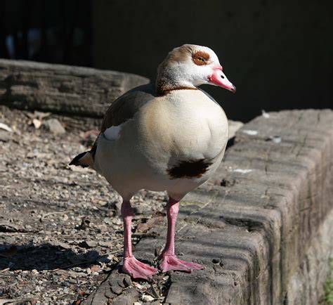 Pictures and information on Egyptian Goose