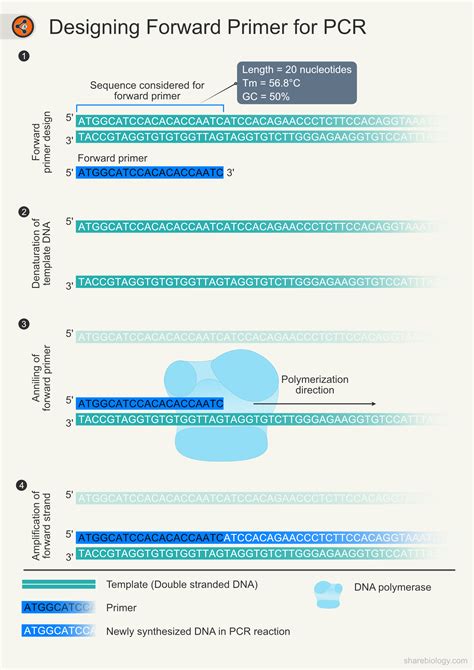 Primer Designing - Demonstration step by step - Sharebiology