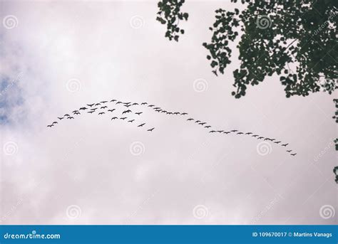 Birds Flying in Formation - Vintage Film Effect Stock Image - Image of ...