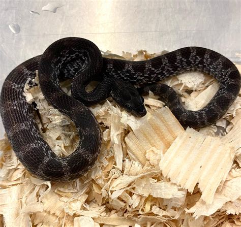 Black Diamond corn snake, melanistic morph in corn snake - Guttatophiles