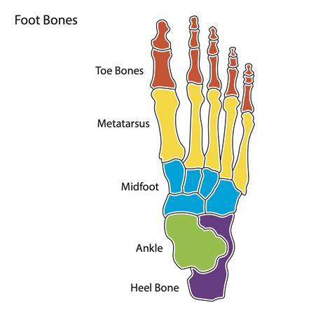 Foot Bones Labeled