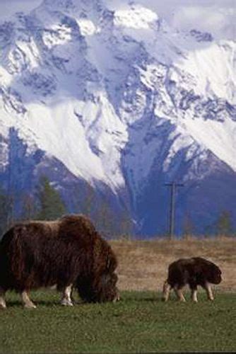 Musk-Ox-Farm-04 | Alaska photos, Explore alaska, Musk ox