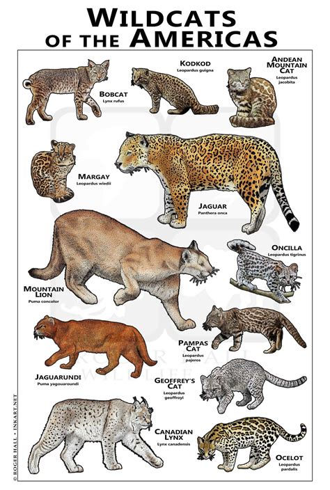 Different Big Cats Species