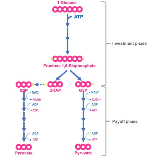 Glycolysis [short] - Wize University Biology Textbook | Wizeprep