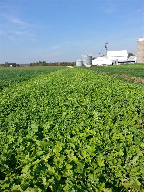 Radish cover crop traps nitrogen; mystery follows