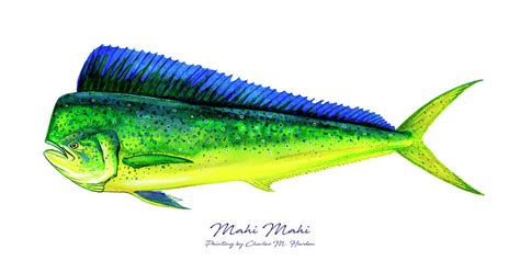 Mahi Mahi Painting by Charles Harden - Pixels