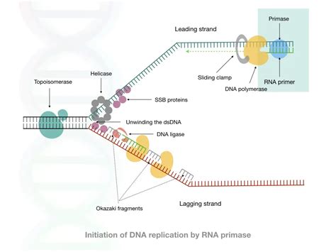 Comparison Between DNA Primer And RNA Primer: