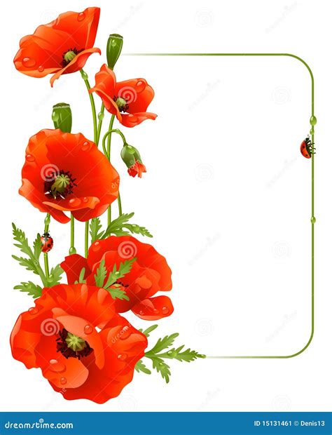 Red Poppy Frame Vector Illustration Isolated On White Background ...