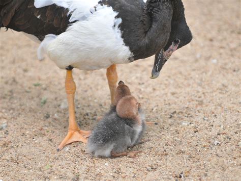 The Online Zoo - Magpie Goose