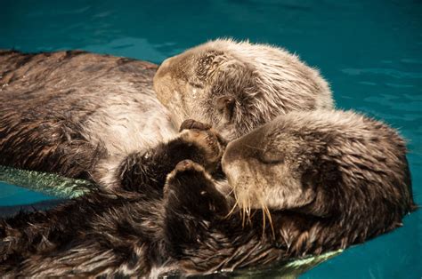 Otters holding hands by masaki-m - Photo 27403959 / 500px