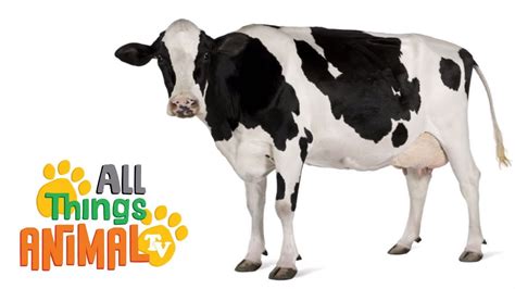 COWS: Animals for children. Kids videos. Kindergarten | Preschool ...