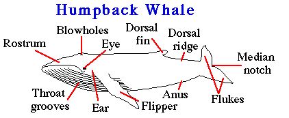 Baleen whales - Enchanted Learning Software