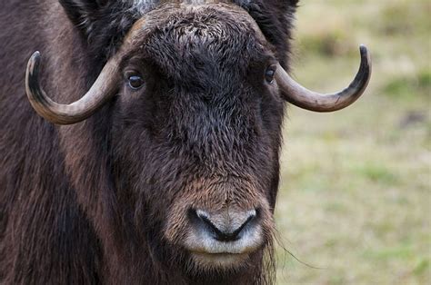 Fur, horns, musk, ox, wildlife, HD wallpaper | Wallpaperbetter